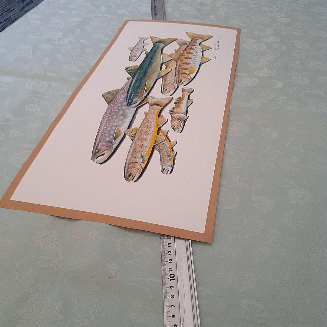 北海道の渓流に住む魚の透明水彩画