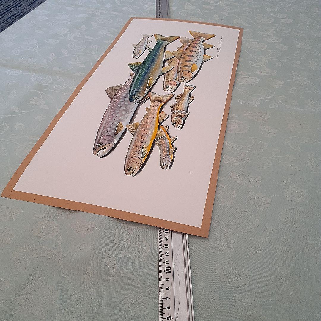 北海道の渓流に住む魚の透明水彩画