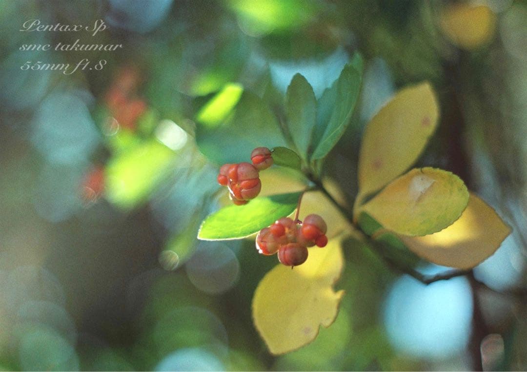 入門に！★PENTAX SP★レンズセット★完動品＊初期保証＊リザード本革外装