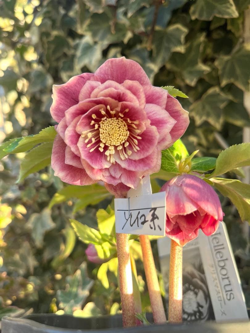 クリスマスローズ　広瀬園芸　ソレイユ系