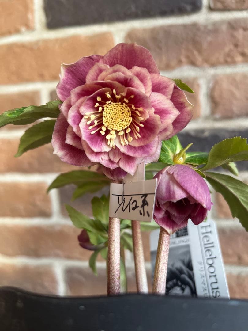 クリスマスローズ　広瀬園芸　ソレイユ系