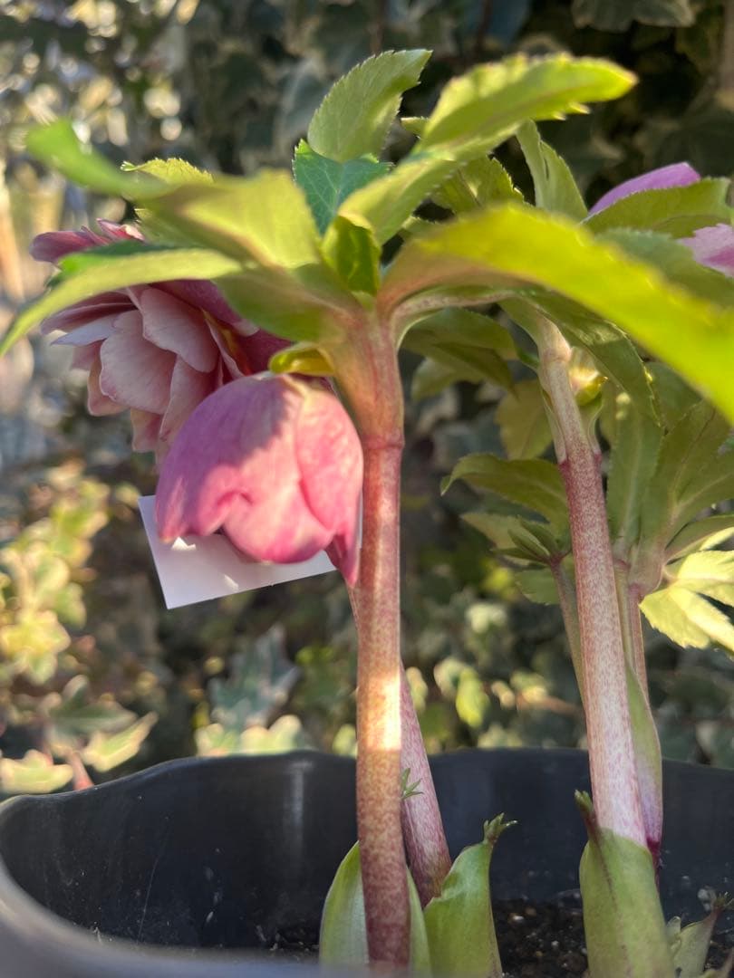 クリスマスローズ　広瀬園芸　ソレイユ系