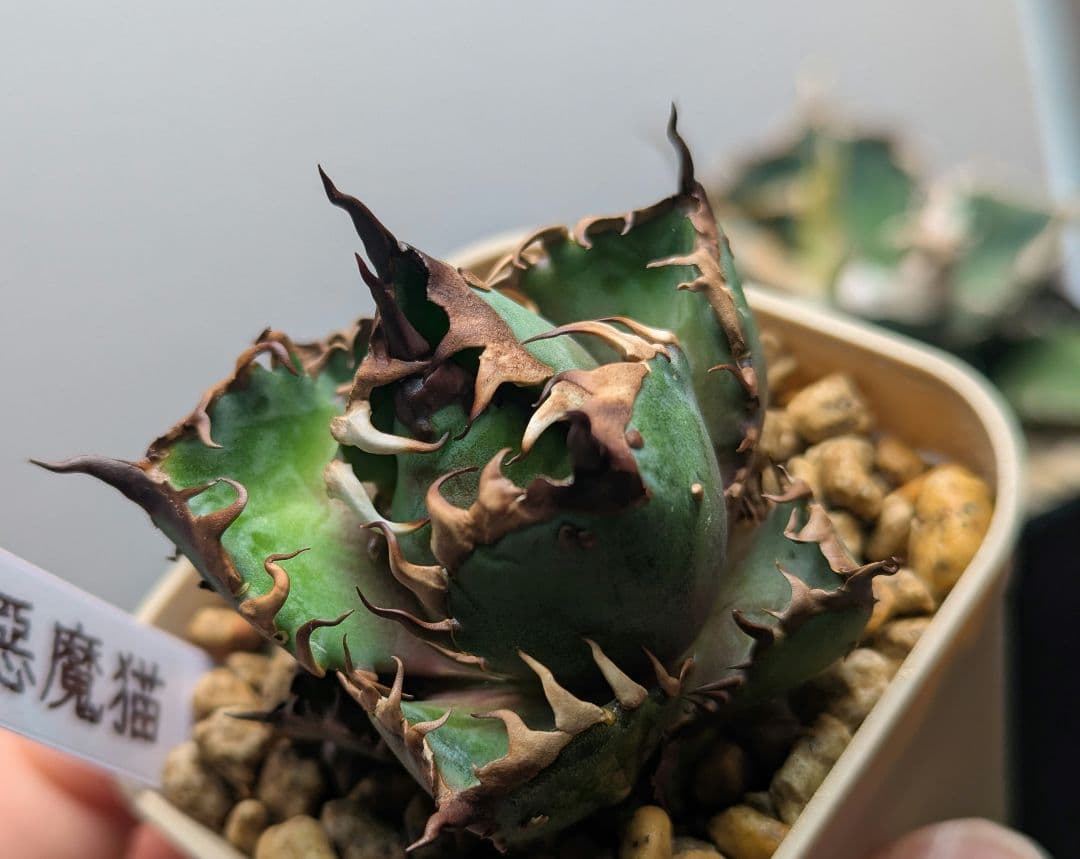 チタノタ「惡魔猫」超コンパクト 超裏棘 タグ・鉢ごと発送