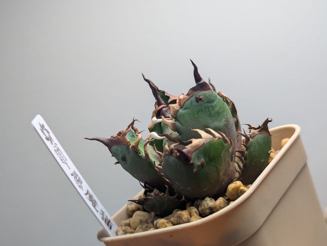 チタノタ「惡魔猫」超コンパクト 超裏棘 タグ・鉢ごと発送