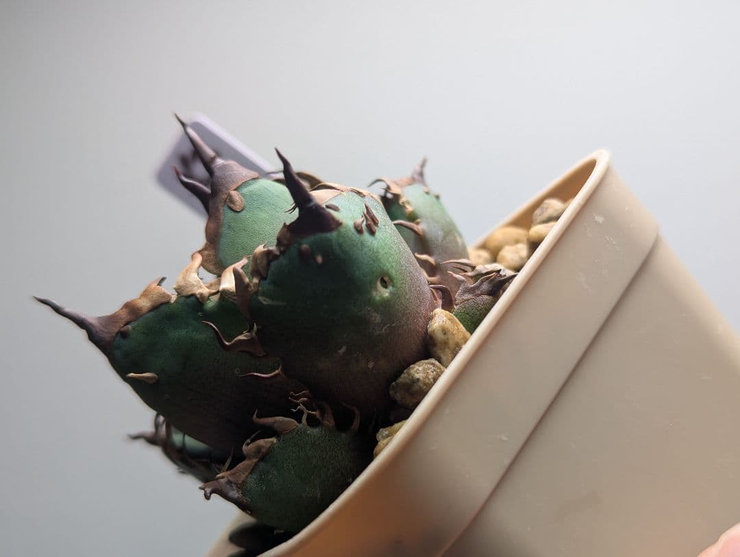 チタノタ「惡魔猫」超コンパクト 超裏棘 タグ・鉢ごと発送