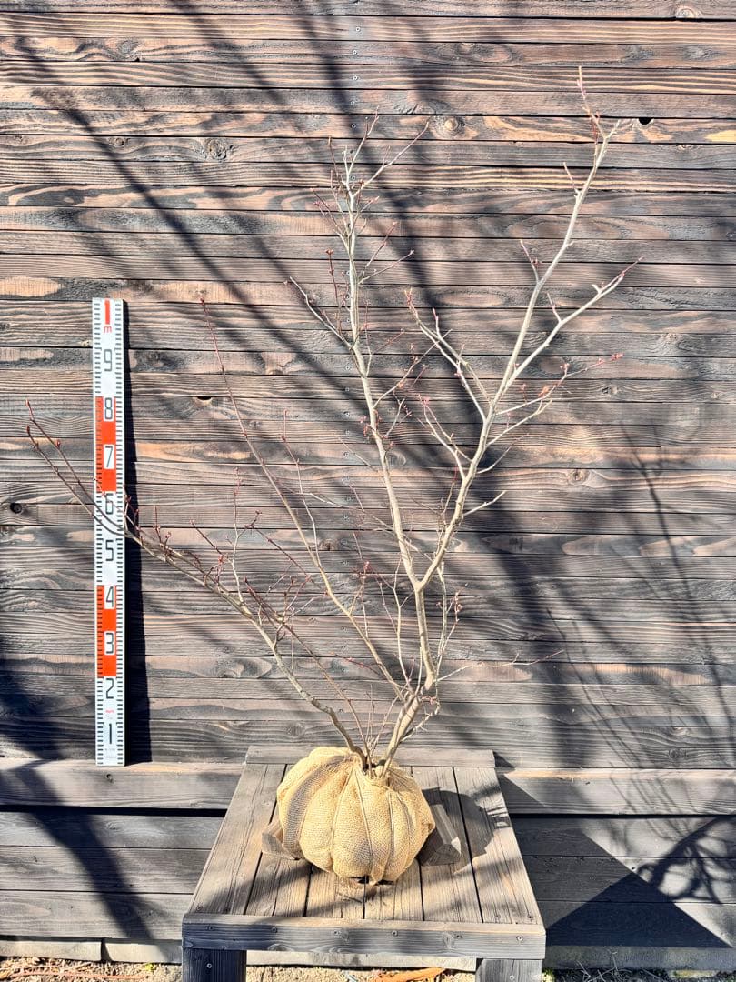 シロモジ【現品発送】管理80010