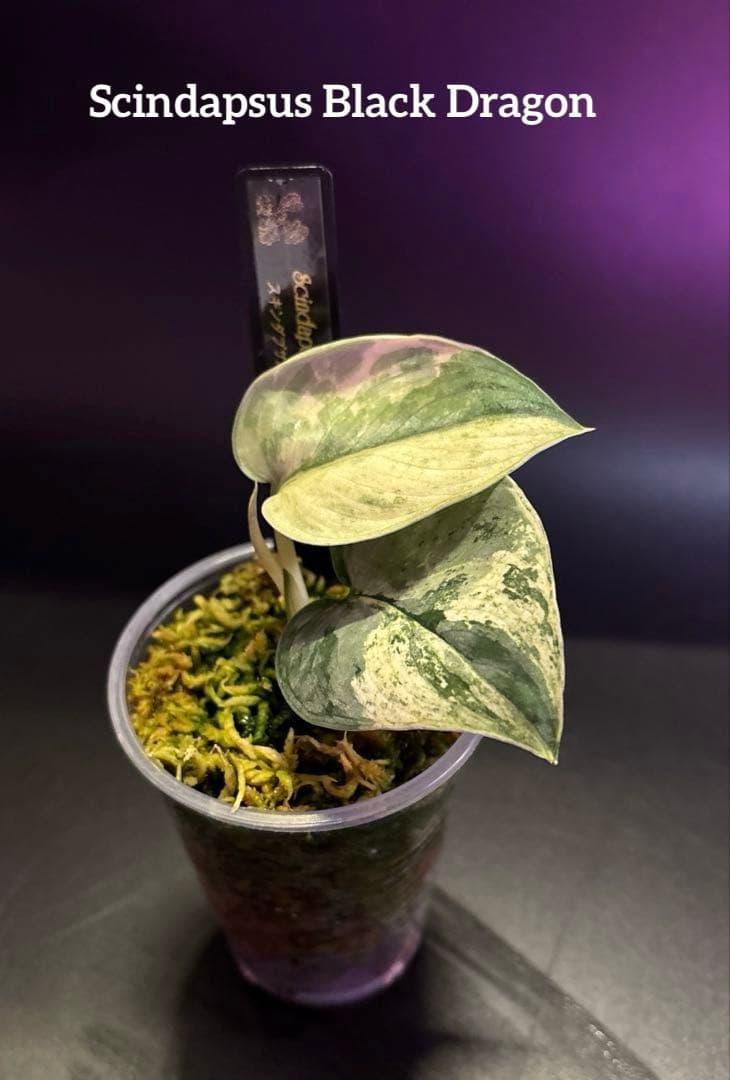 (専用商品)スキンダプサス　お試し　セット　B5 ➕バクダパティ