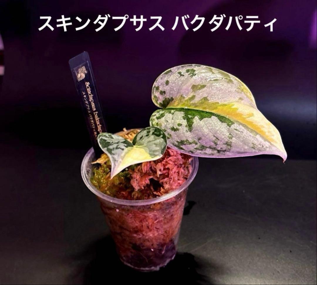 (専用商品)スキンダプサス　お試し　セット　B5 ➕バクダパティ