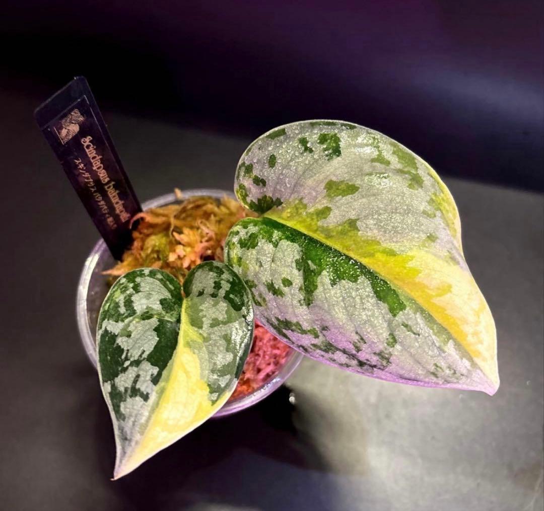 (専用商品)スキンダプサス　お試し　セット　B5 ➕バクダパティ