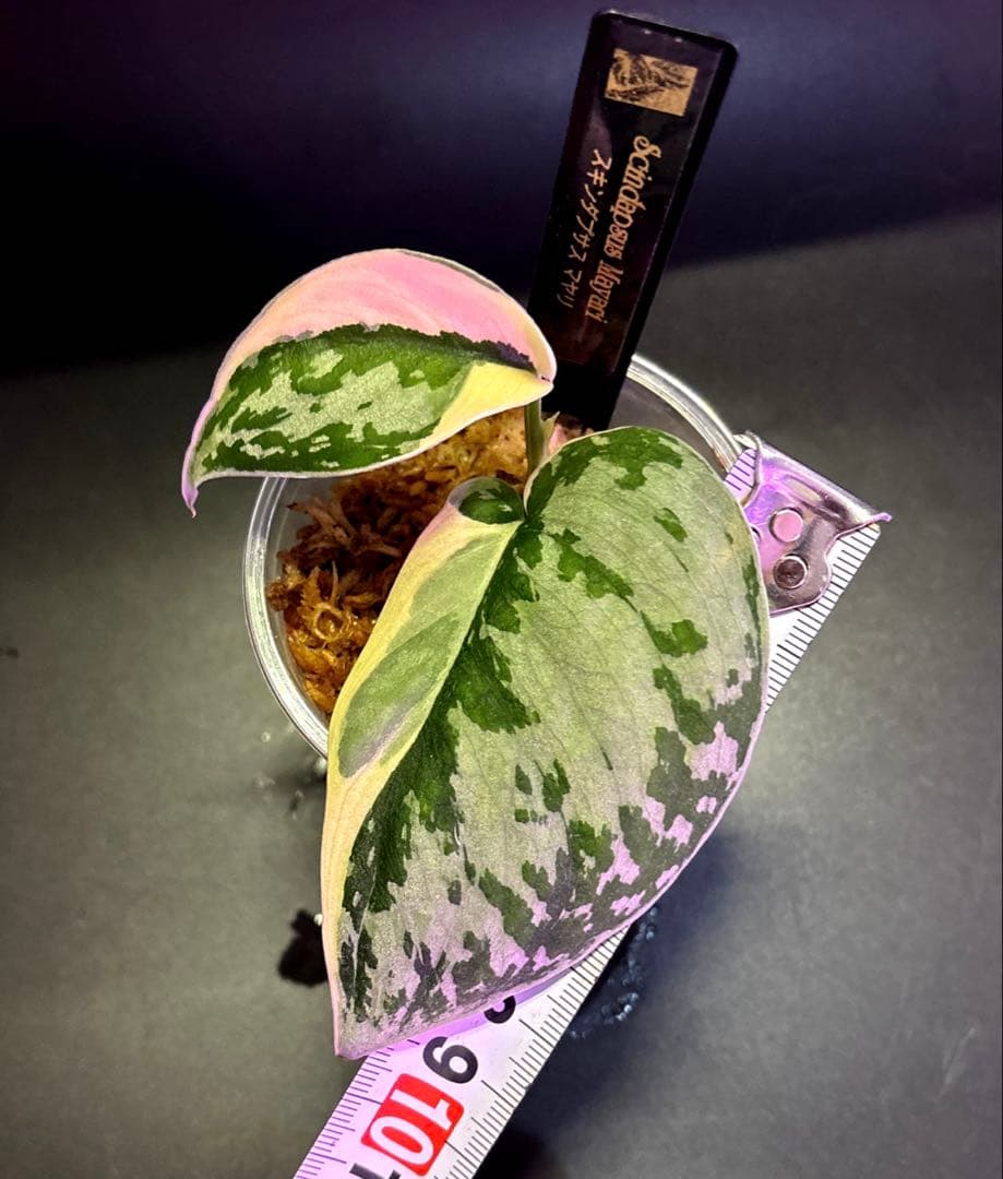 (専用商品)スキンダプサス　お試し　セット　B5 ➕バクダパティ