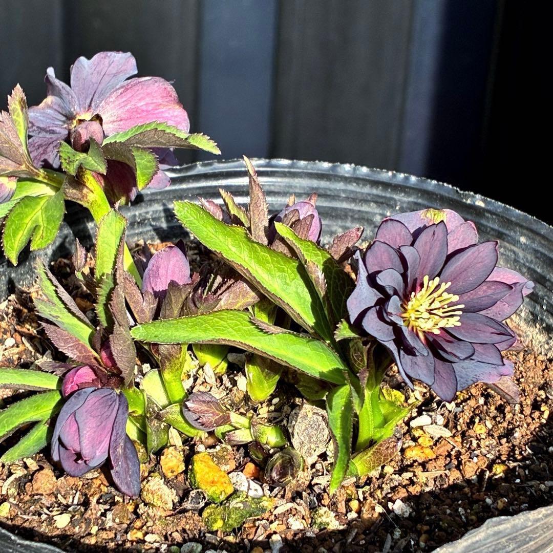 ま*い様 3420☘️花付☘️チビチビ⭐️小輪⭐️超コンパクト⭐️多弁⭐️原種交