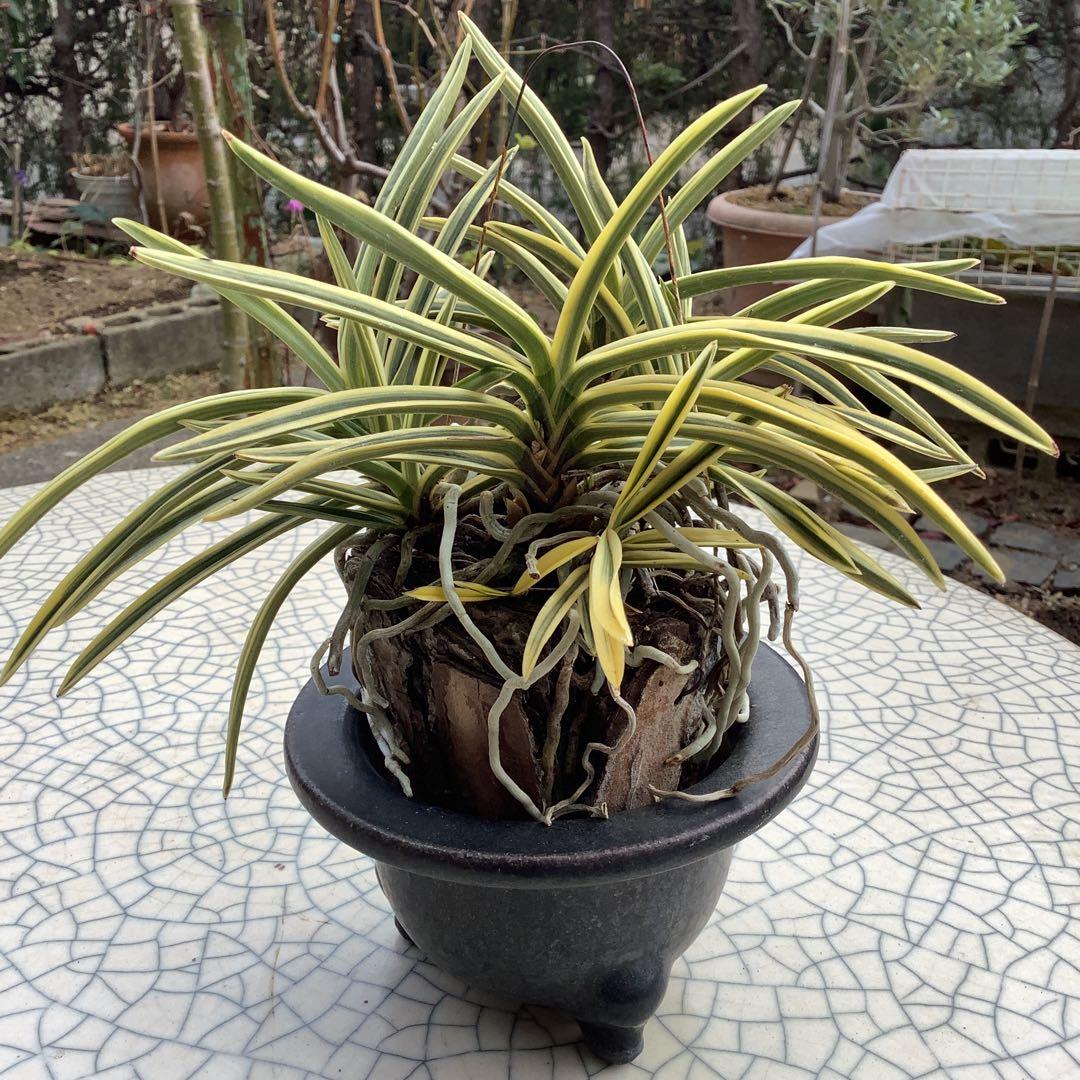 富貴蘭　風蘭　駿河覆輪