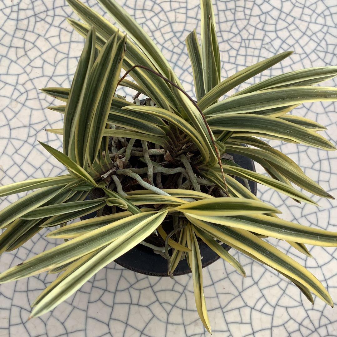 富貴蘭　風蘭　駿河覆輪