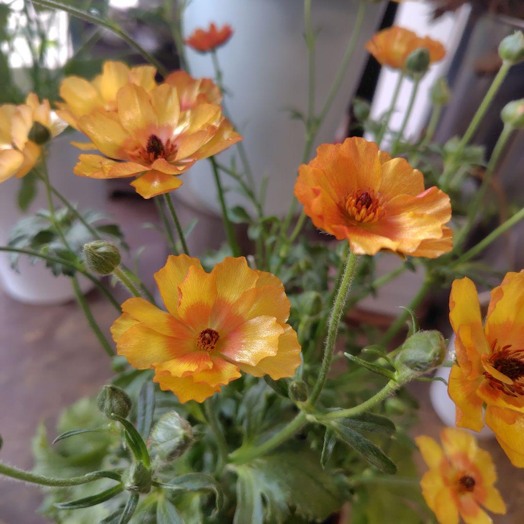 お買得！３鉢セット✺ミノアン＆ジュピター＆ヘラ ラナンキュラスラックス❧