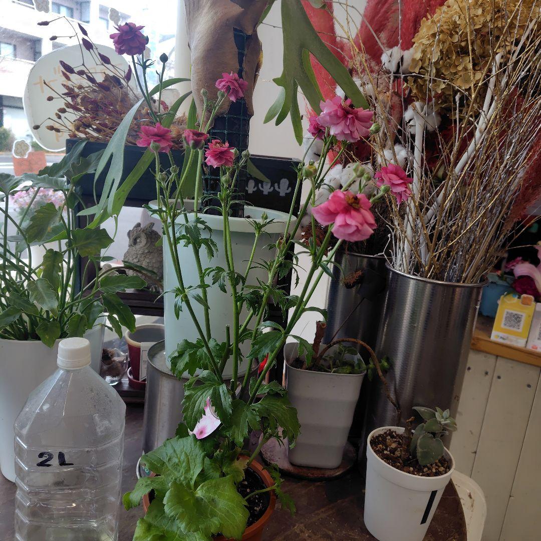 お買得！３鉢セット✺ミノアン＆ジュピター＆ヘラ ラナンキュラスラックス❧