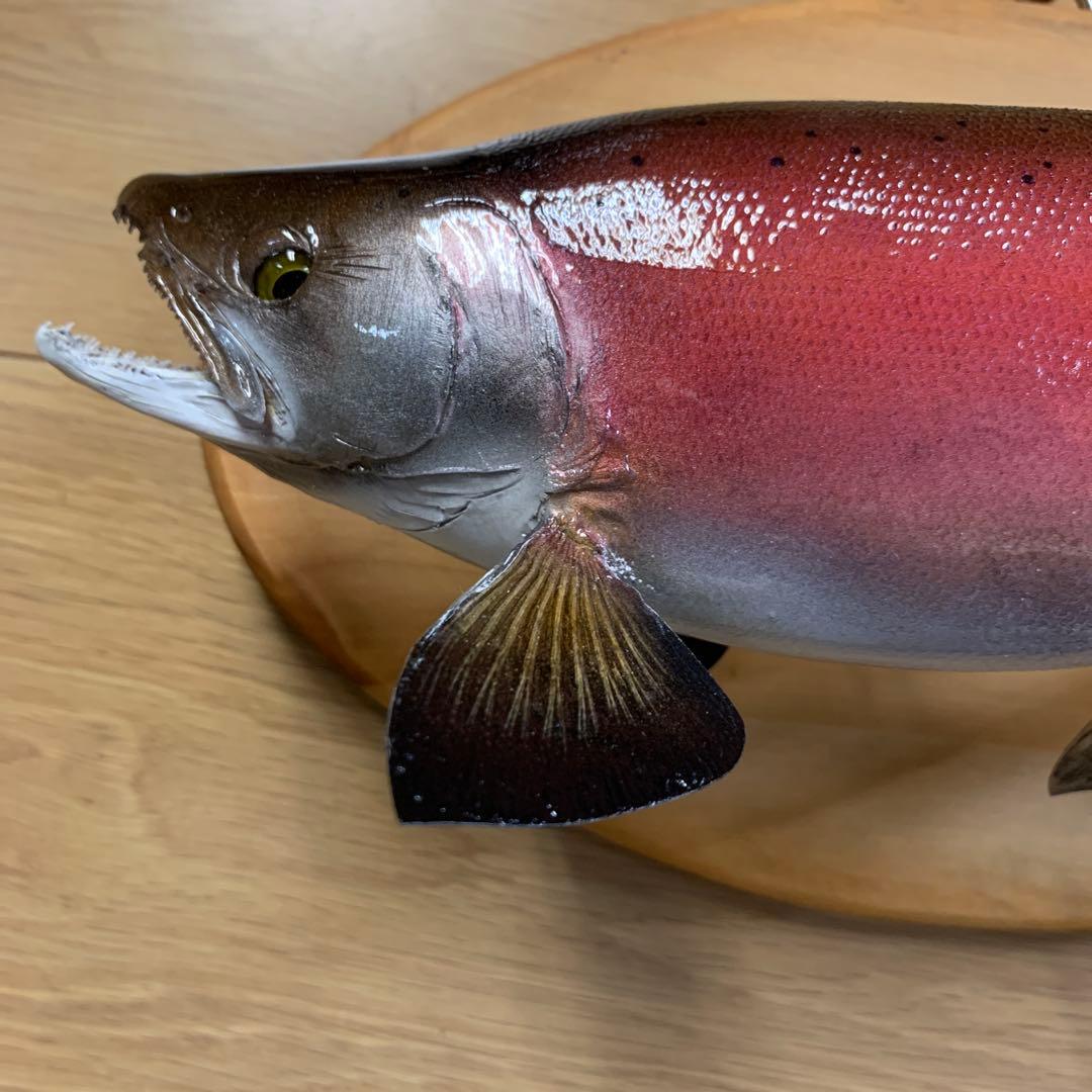 S*リ様 剥製　魚類剥製工房エフクラフト　晩秋の雄ヒメマス 33センチ 最終形態