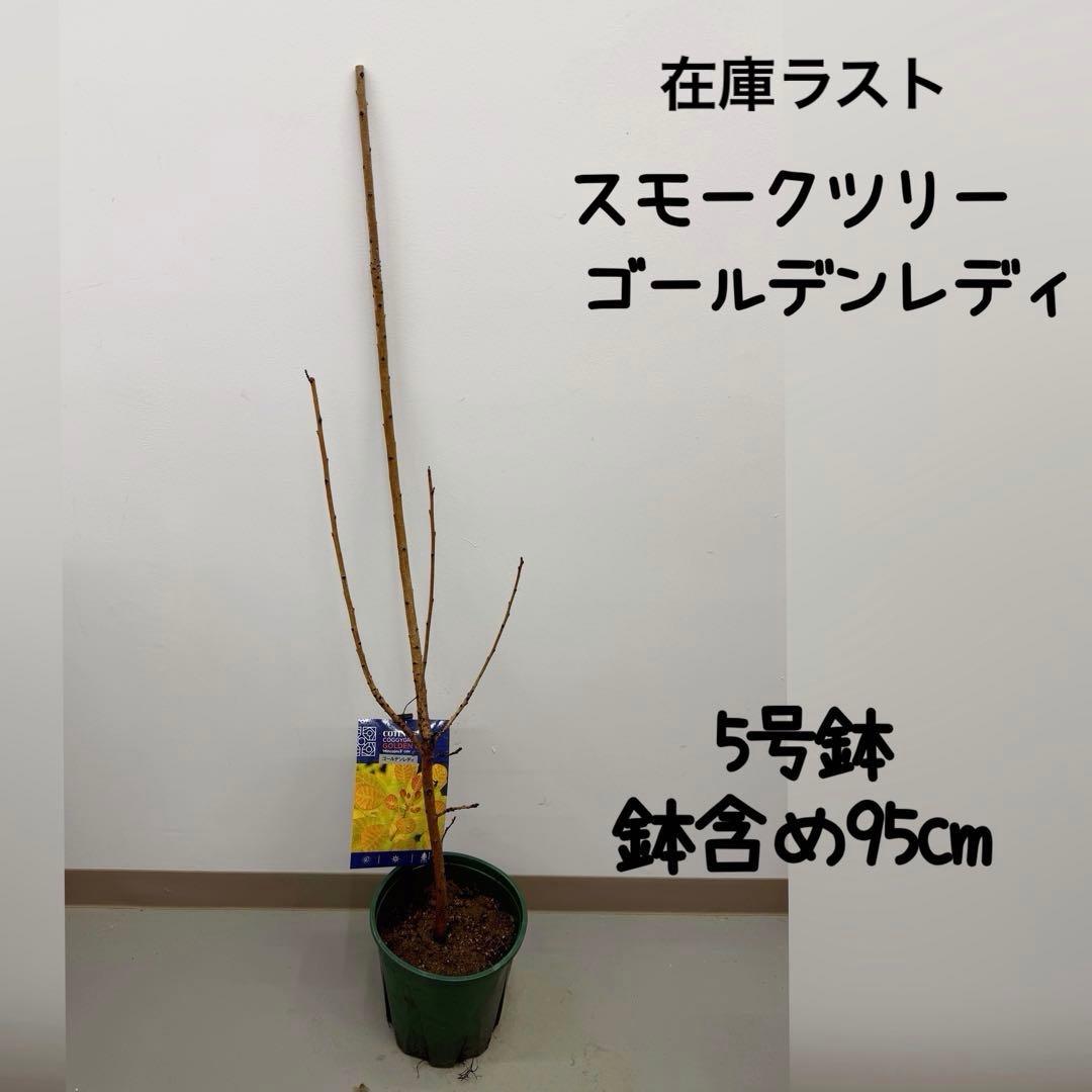 スモークツリー ゴールデンレディ　5号鉢