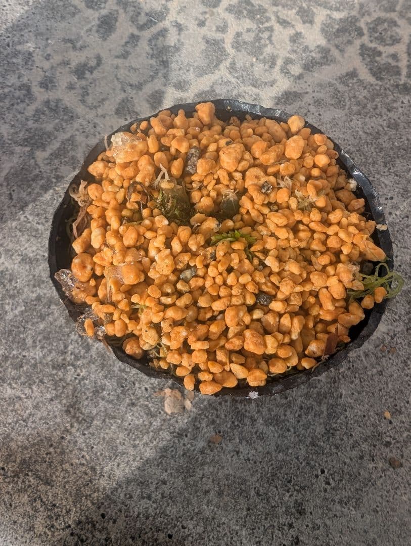 フガクスズムシソウ他