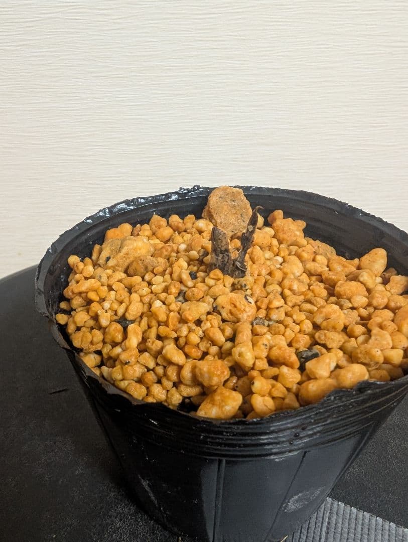 フガクスズムシソウ他