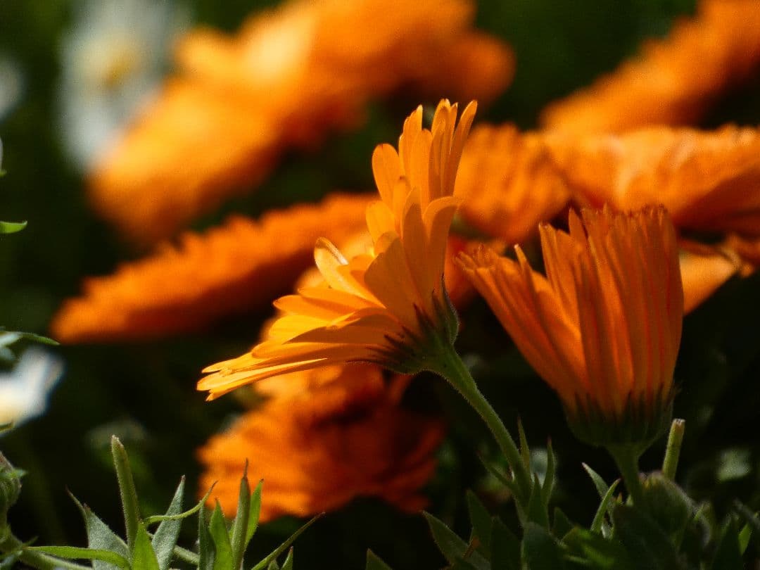 Panasonic LUMIX DC-FZ85D デジタルカメラ