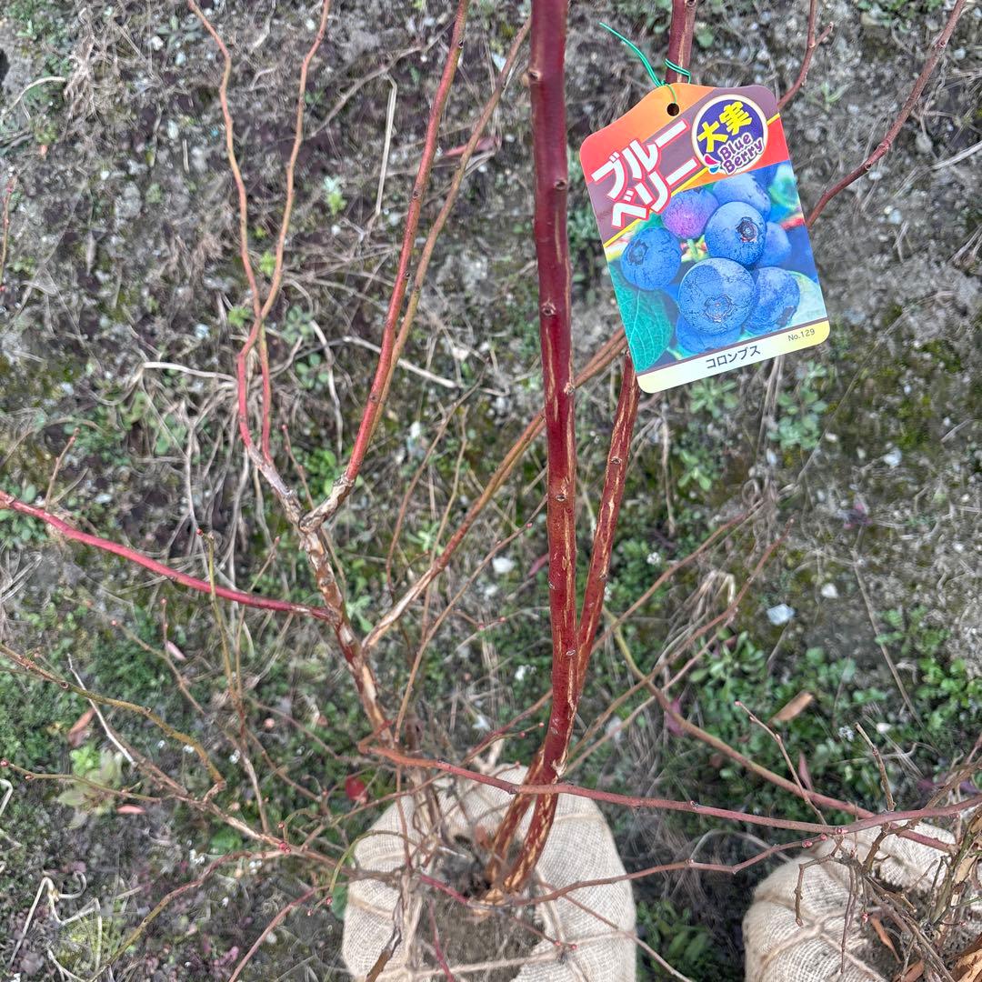 ご注文品　コロンブス×2 ブルーベリー準大苗セット