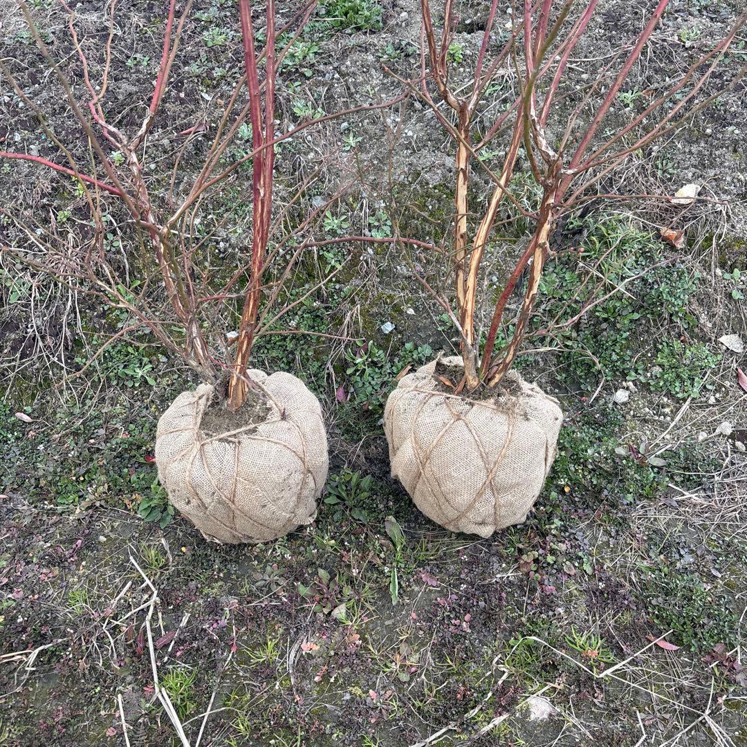 ご注文品　コロンブス×2 ブルーベリー準大苗セット
