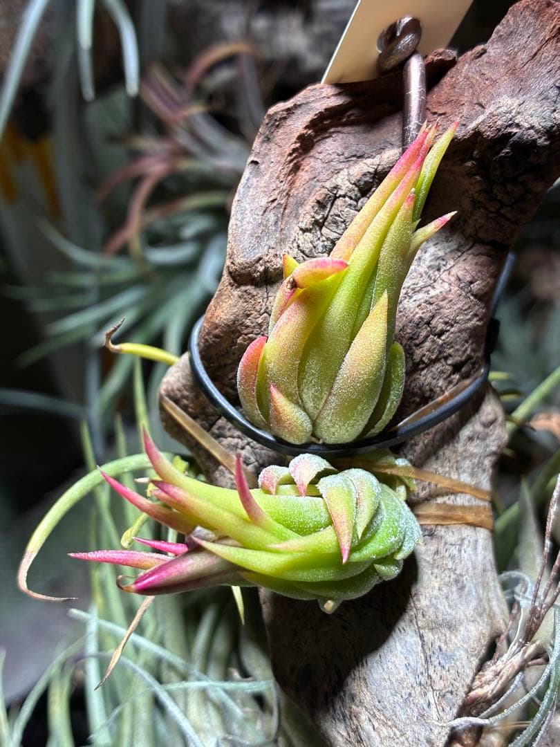 CycdT. ionantha ‘Nizanda' T'S TROPICA