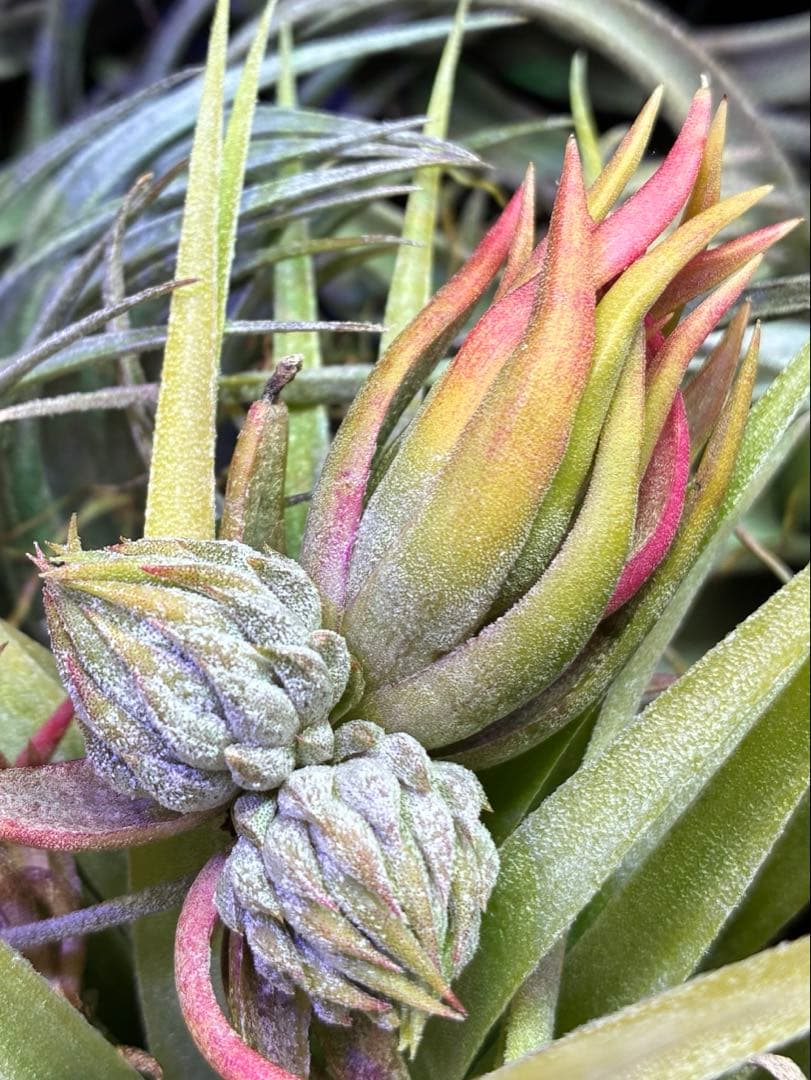 CycdT. ionantha ‘Nizanda' T'S TROPICA