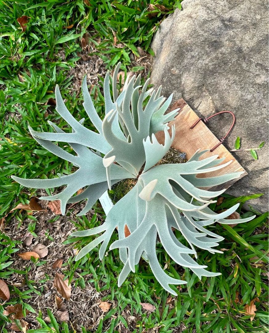 ビカクシダ P.Willincky Gabriel