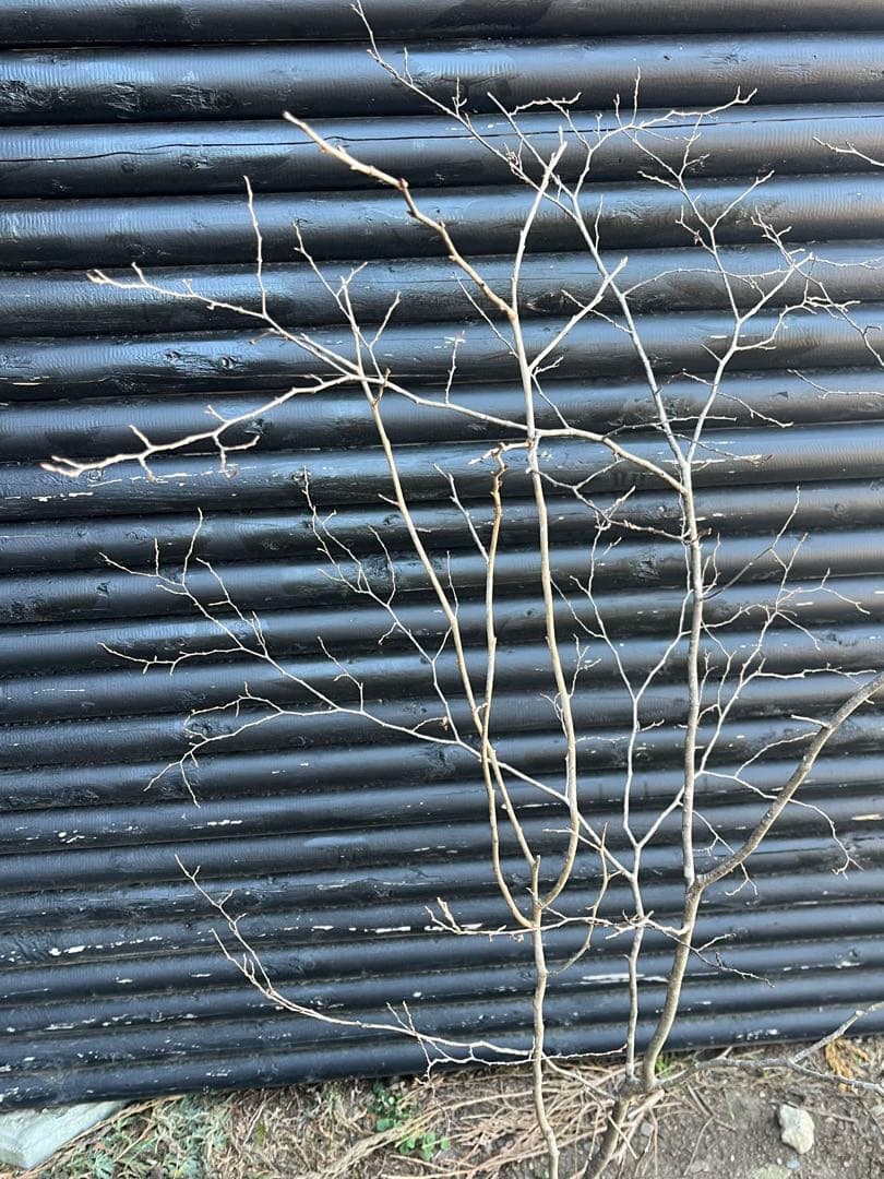 山採り天然　ナツハゼ　1