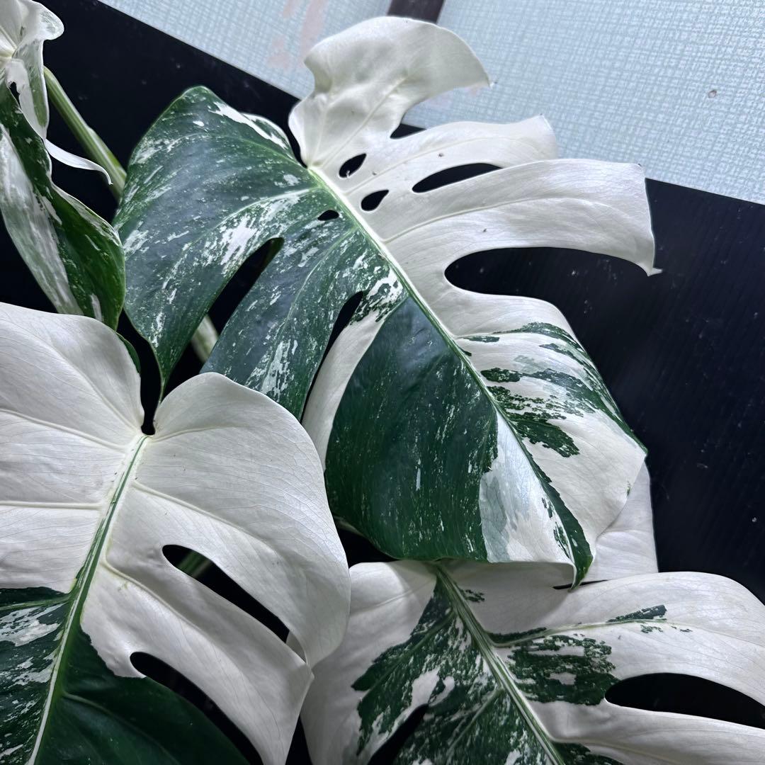 た*ー様 斑入りモンステラ ホワイトタイガー極美大株66cm白斑多