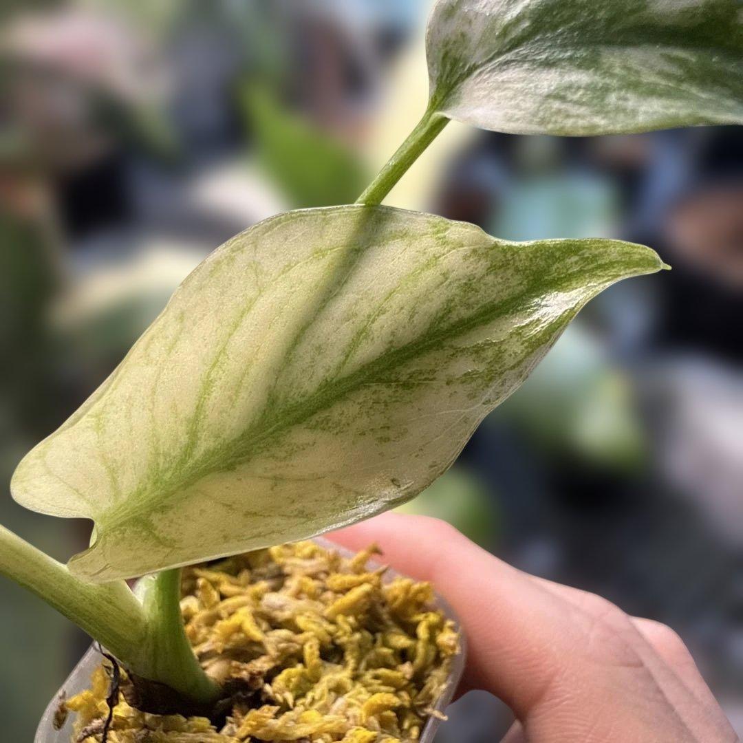 M*R様 白勝ち モンステラ デリシオーサ ミント