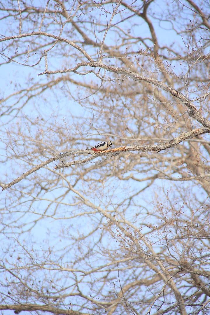 TAMRON AF 28-300mm F3.5-6.3 LD（EFマウント）