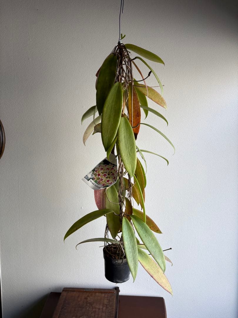 hoya ホヤ bulusan 3号 吊り鉢