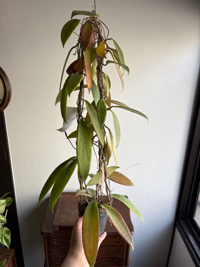 hoya ホヤ bulusan 3号 吊り鉢