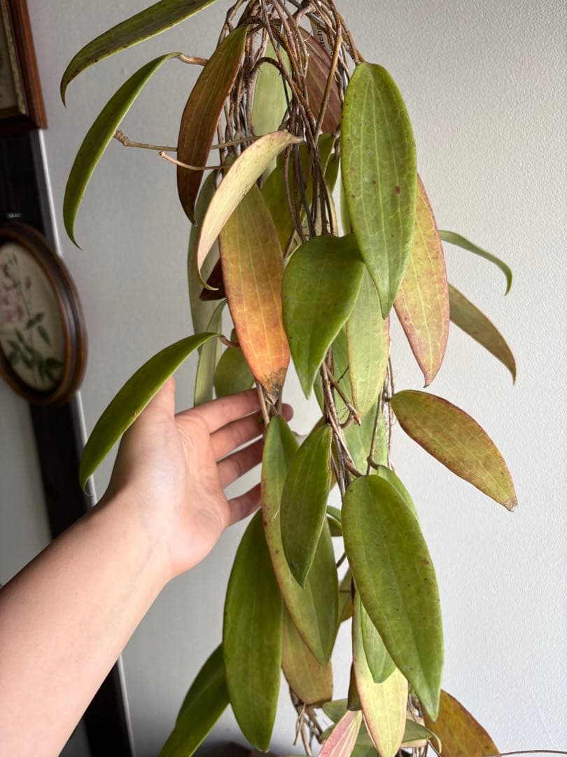 hoya ホヤ bulusan 3号 吊り鉢