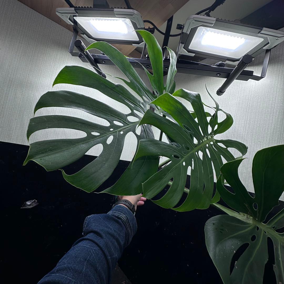 あ*ん様 モンステラデリシオーサマクロコズム超希少系統鉢植え64㎝