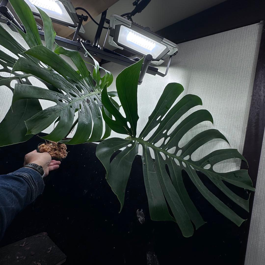 あ*ん様 モンステラデリシオーサマクロコズム超希少系統鉢植え64㎝