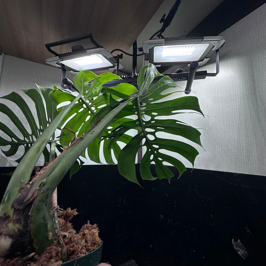 あ*ん様 モンステラデリシオーサマクロコズム超希少系統鉢植え64㎝