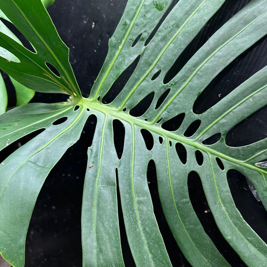 あ*ん様 モンステラデリシオーサマクロコズム超希少系統鉢植え64㎝