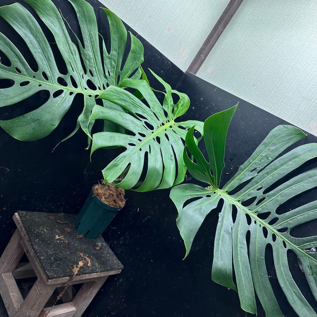 あ*ん様 モンステラデリシオーサマクロコズム超希少系統鉢植え64㎝