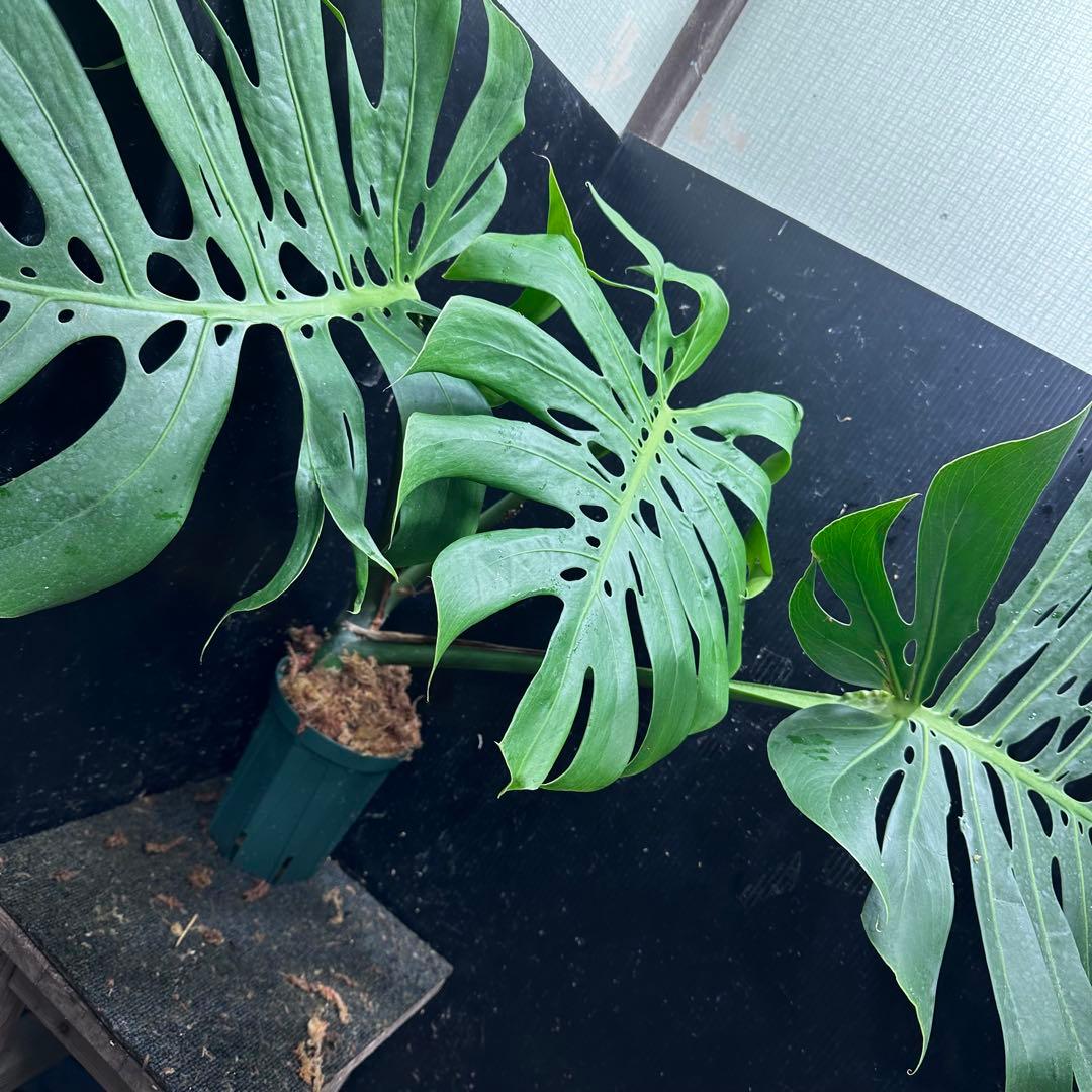 あ*ん様 モンステラデリシオーサマクロコズム超希少系統鉢植え64㎝