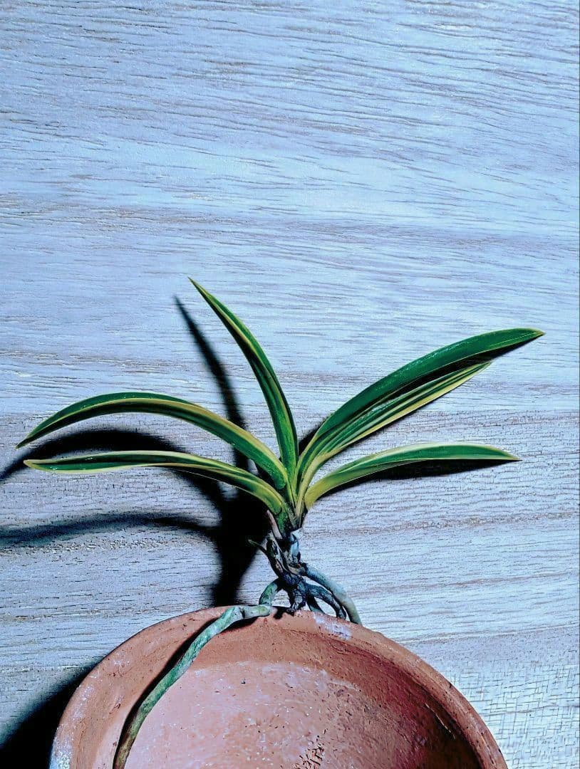 富貴蘭　金牡丹黄縞No.1（無加温作り品）