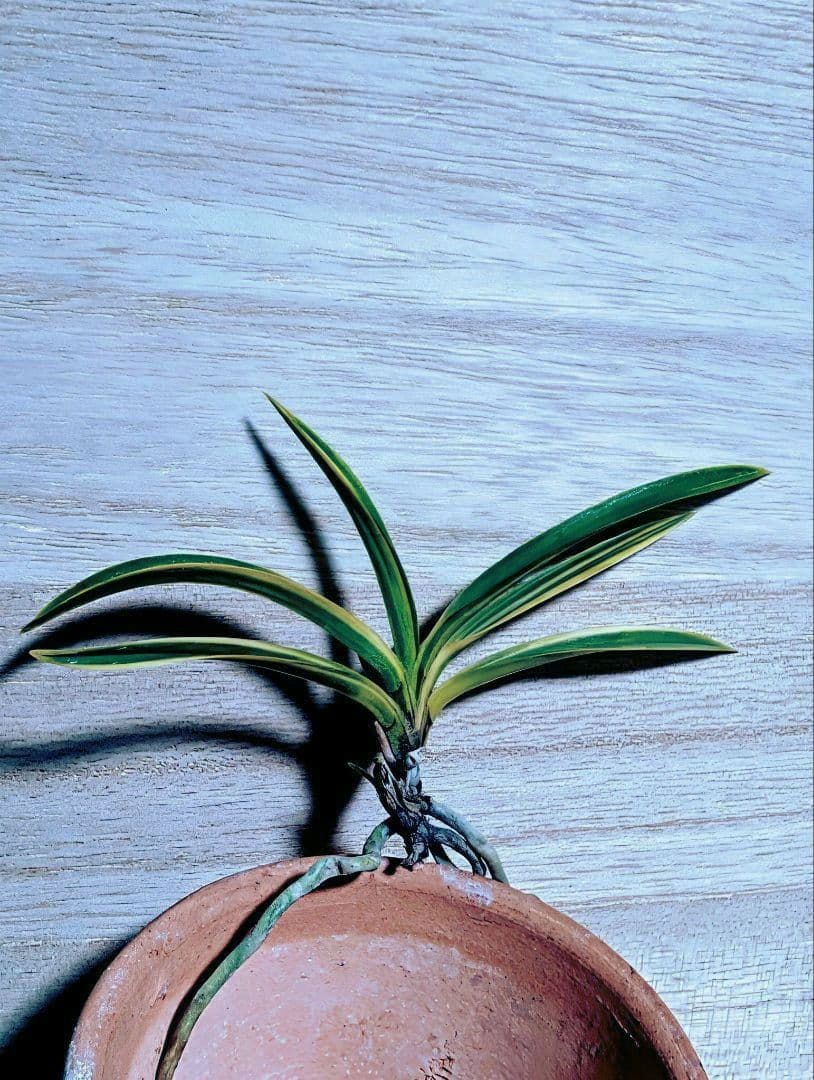 富貴蘭　金牡丹黄縞No.1（無加温作り品）