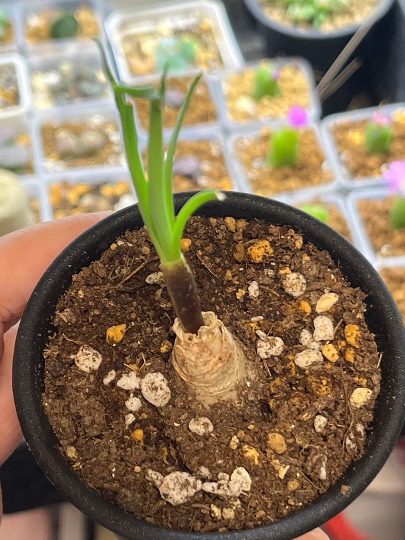 ゲチリス　ナマクエンシス