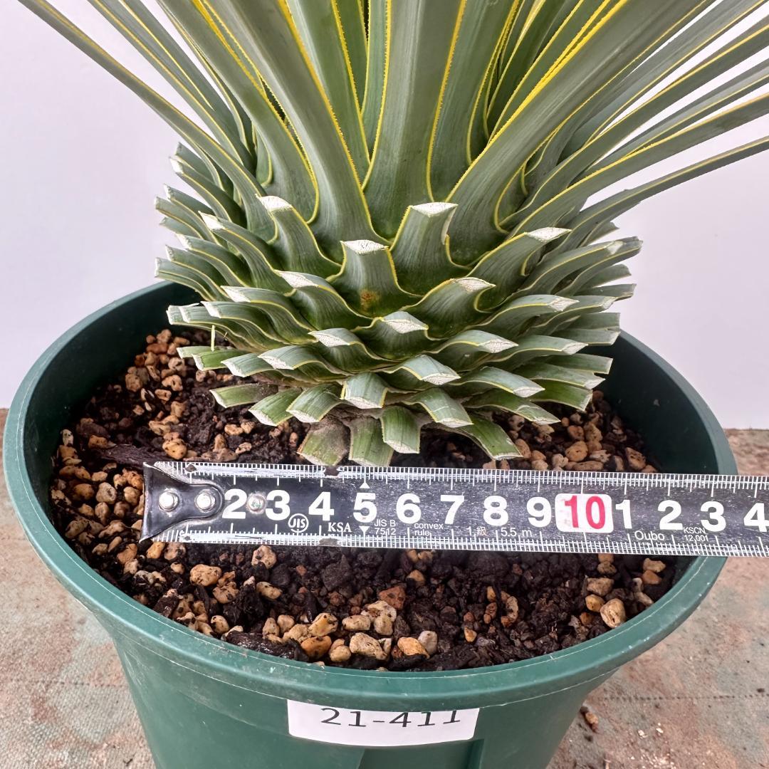 ユッカ　ロストラータ【21-411】美形　シルバーブルー