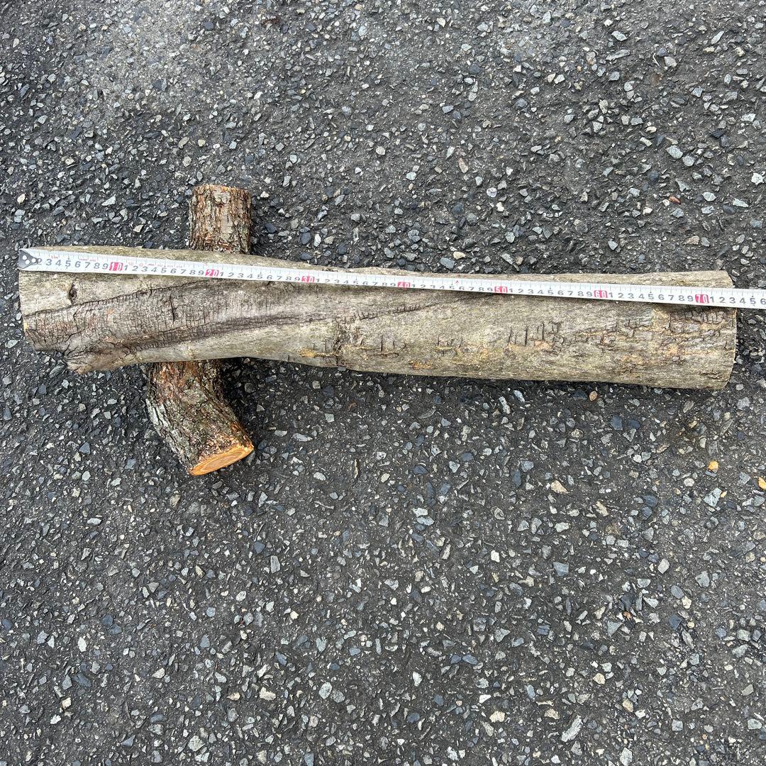 オリーブ　挿し木　太枝挿し木　盆栽