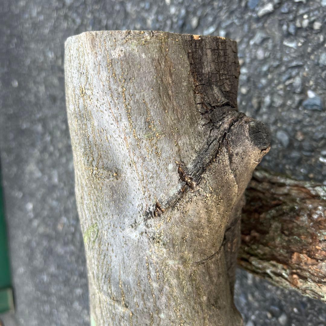 オリーブ　挿し木　太枝挿し木　盆栽