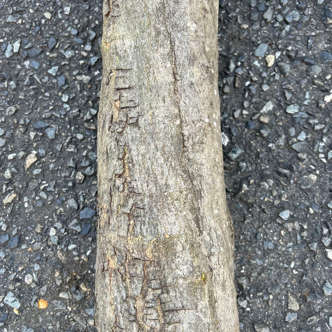 オリーブ　挿し木　太枝挿し木　盆栽