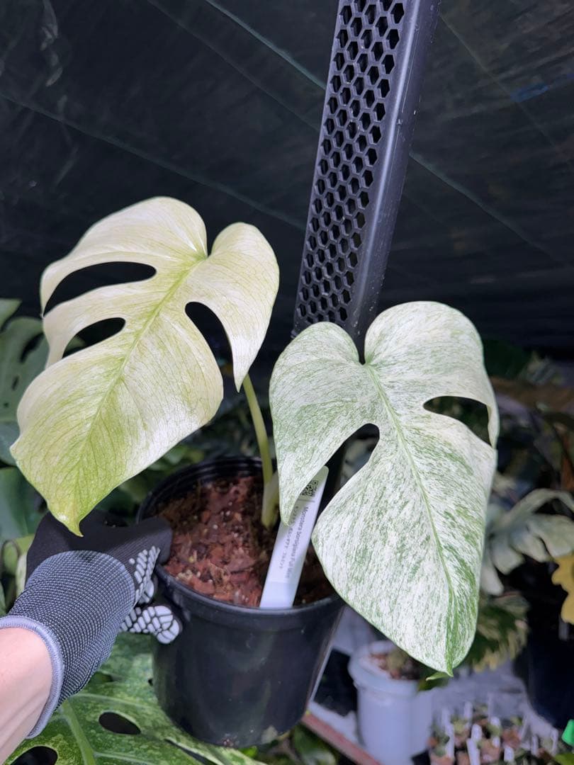 モンステラ　ボルギシアナ　絶美斑入りフルミント株